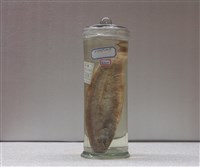 藏品(粗體舌鰨)的圖片